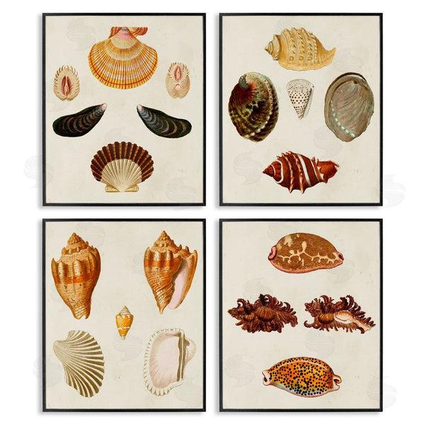 Stupell Industries G.W. Knorr | Vintage Seashell Study Intricate Patterns Wall Art