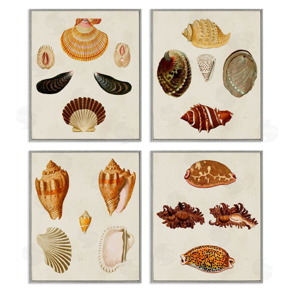 Stupell Industries G.W. Knorr | Vintage Seashell Study Intricate Patterns Wall Art