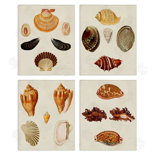 stupell industries G.W. Knorr | Vintage Seashell Study Intricate Patterns Wall Art