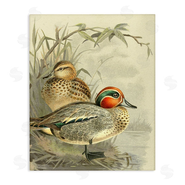 stupell industries Gail Fraser | Ducks with Pond Botanicals Wall Art