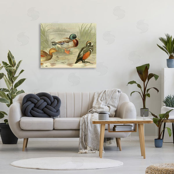 Stupell Industries Gail Fraser | Various Ducks By Pond Wall Art