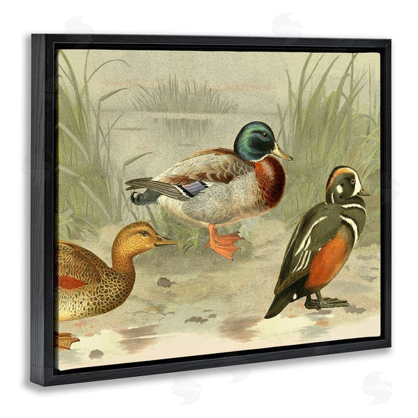 Stupell Industries Gail Fraser | Various Ducks By Pond Wall Art