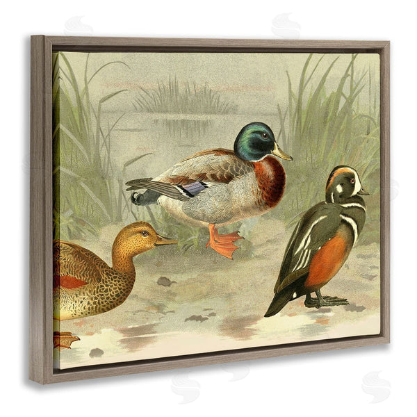 Stupell Industries Gail Fraser | Various Ducks By Pond Wall Art