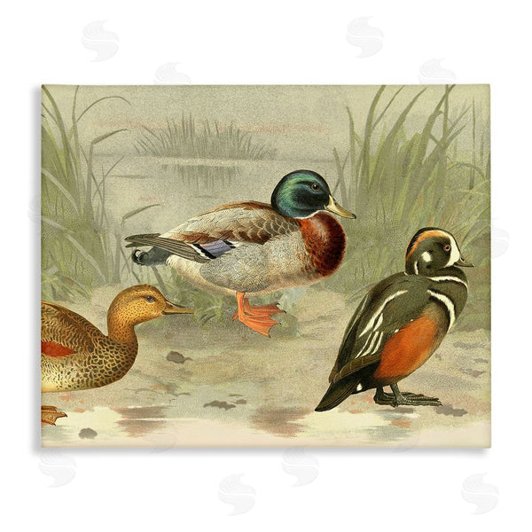 stupell industries Gail Fraser | Various Ducks by Pond Wall Art