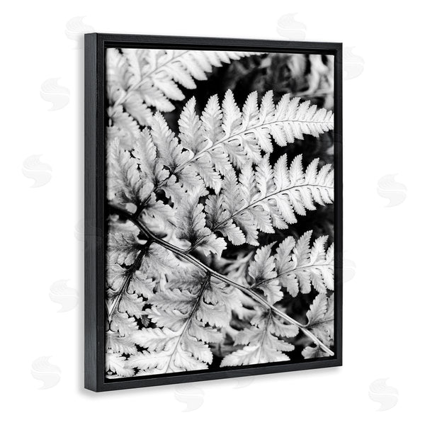 Stupell Industries Gail Peck | Forest Fern Fronds High Contrast Black White Photography Wall Art