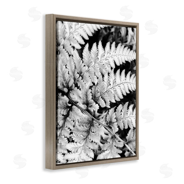 Stupell Industries Gail Peck | Forest Fern Fronds High Contrast Black White Photography Wall Art