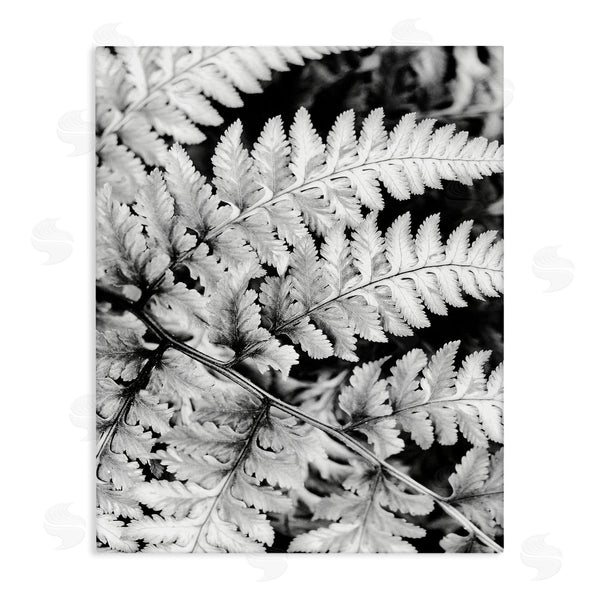 stupell industries Gail Peck | Forest Fern Fronds High Contrast Black White Photography Wall Art