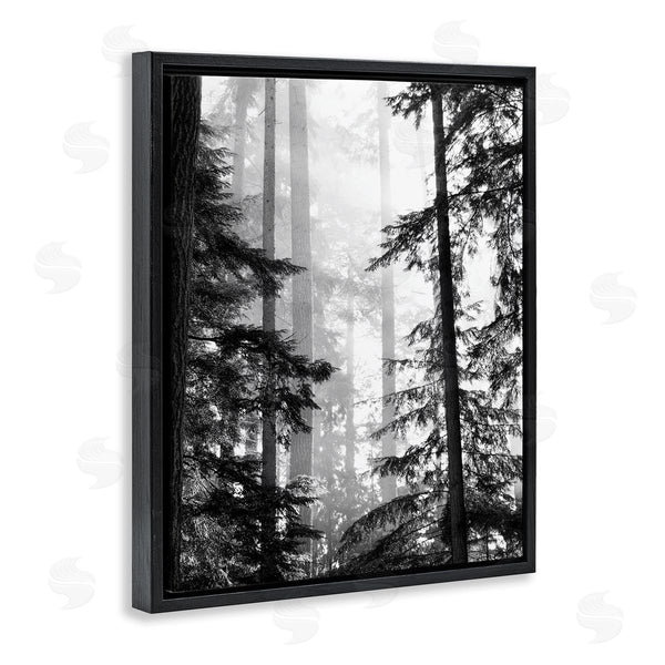 Stupell Industries Gail Peck | Forest Light Shining Through Tall Trees Landscape Photography Wall Art
