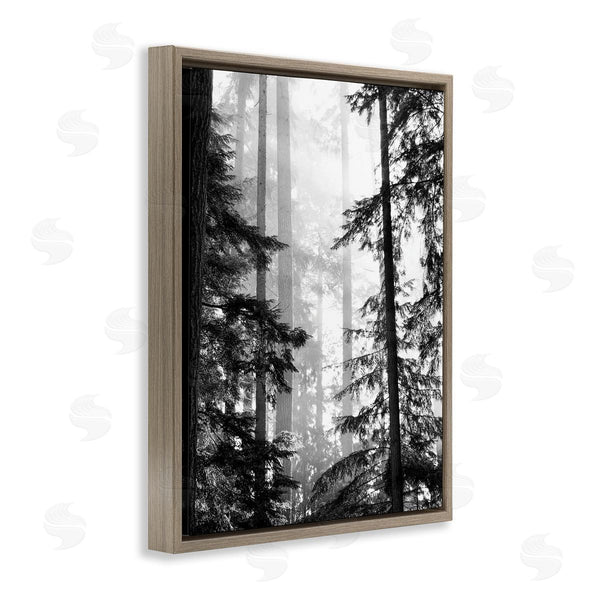 Stupell Industries Gail Peck | Forest Light Shining Through Tall Trees Landscape Photography Wall Art