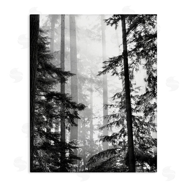 stupell industries Gail Peck | Forest Light Shining Through Tall Trees Landscape Photography Wall Art
