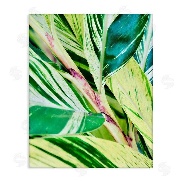 stupell industries Gail Peck | Tropical House Plant Leaves Close Up Photography Wall Art