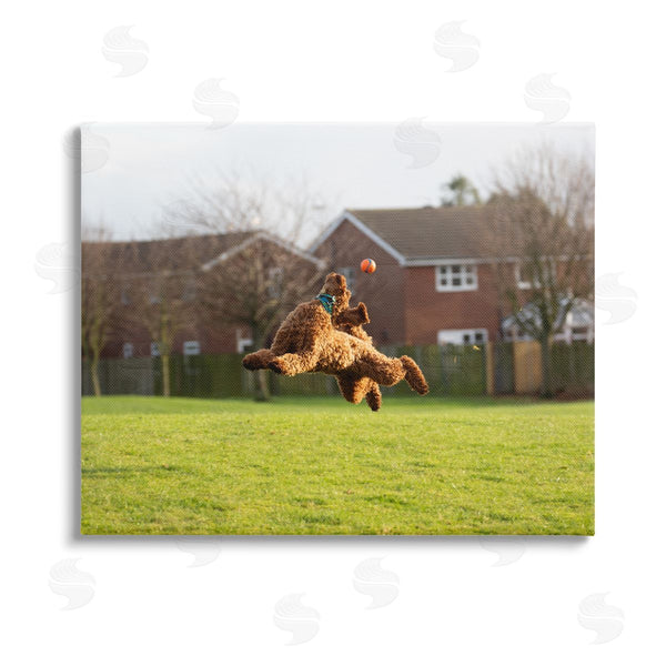 stupell industries Gill Woodcock | Eye on the Ball Dog Wall Art
