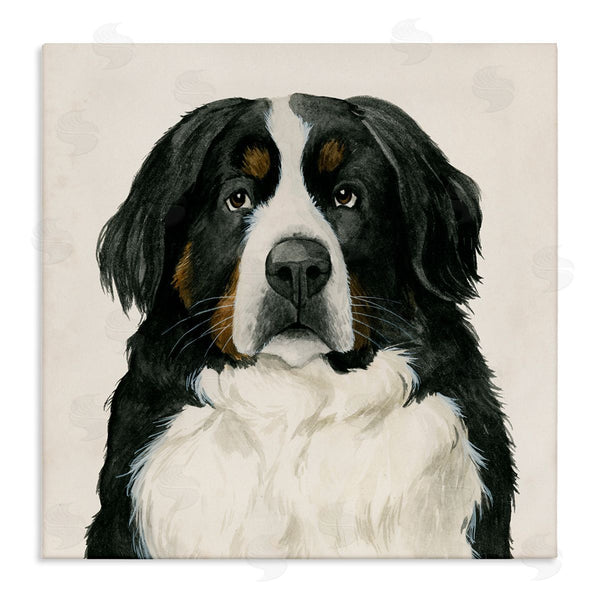 stupell industries Grace Popp | Bernese Mountain Dog Portrait