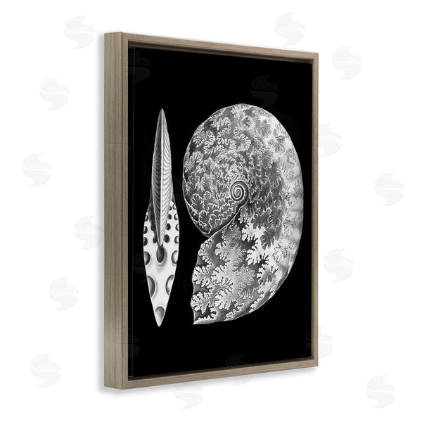 Stupell Industries Graffi*tee Studios | Detailed Patterned Nautilus Spiral Seashell Modern Design Wall Art