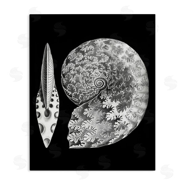 stupell industries Graffi*tee Studios | Detailed Patterned Nautilus Spiral Seashell Modern Design Wall Art