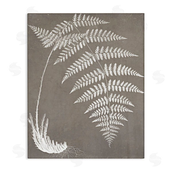 stupell industries Graffi*tee Studios | Fern Leaves Roots Growing Botanicals Neutral Tones Wall Art