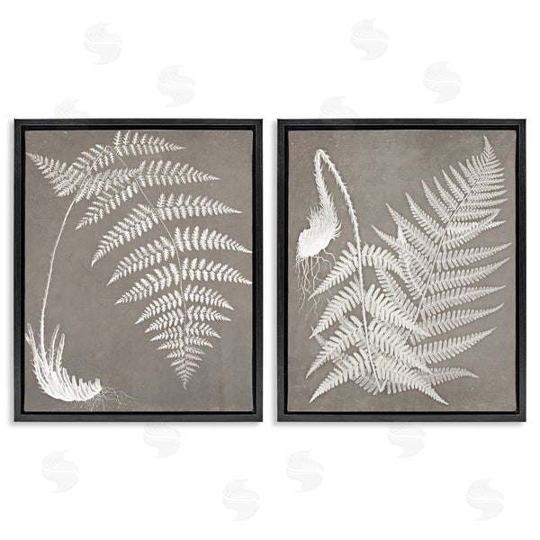 Stupell Industries Graffi*tee Studios | Fern Plant White Botanical Herb Roots Wall Art