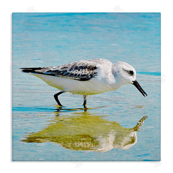 stupell industries Graffi*tee Studios | Grazing Sandpiper in Water Wall Art