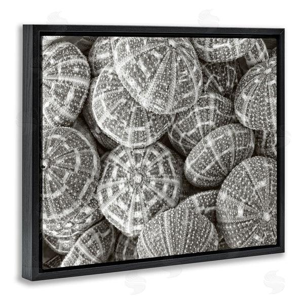 Stupell Industries Graffi*tee Studios | Pewter Sea Urchins Photography Wall Art