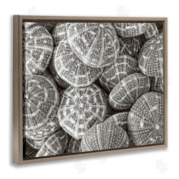 Stupell Industries Graffi*tee Studios | Pewter Sea Urchins Photography Wall Art