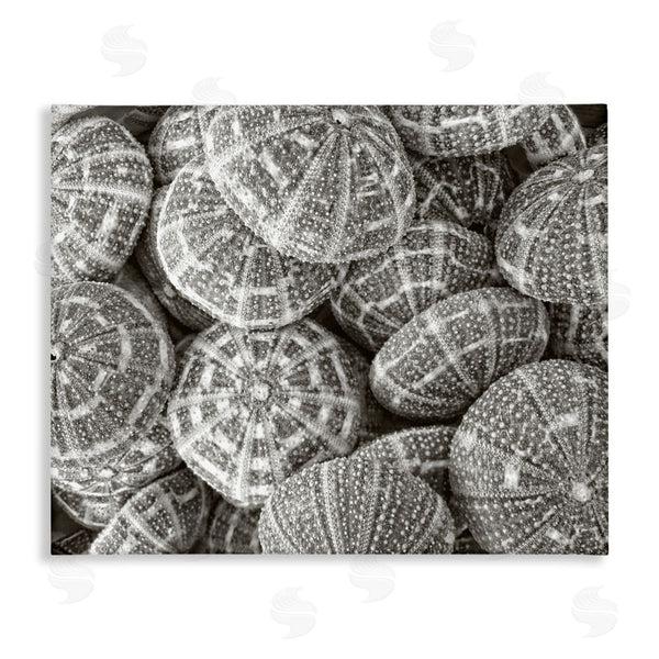 stupell industries Graffi*tee Studios | Pewter Sea Urchins Photography Wall Art