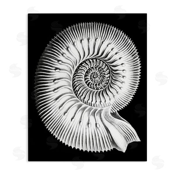 stupell industries Graffi*tee Studios | Spiral Sea Life Beach Shell Modern Fractal Wall Art