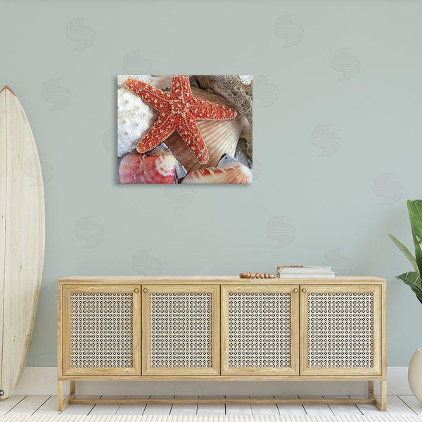 Stupell Industries Graffi*tee Studios | Various Seashells Ashore Wall Art