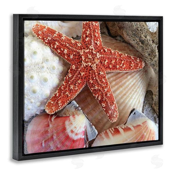 Stupell Industries Graffi*tee Studios | Various Seashells Ashore Wall Art
