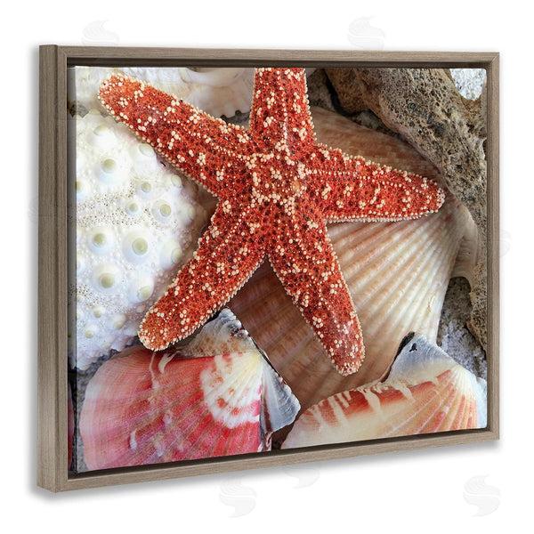 Stupell Industries Graffi*tee Studios | Various Seashells Ashore Wall Art