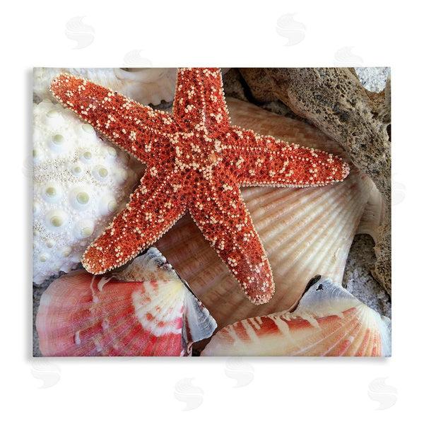 stupell industries Graffi*tee Studios | Various Seashells Ashore Wall Art
