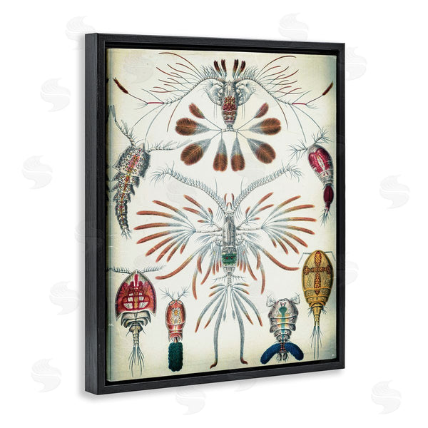 Stupell Industries Graffi*tee Studios | Vintage Crustacean Diagram