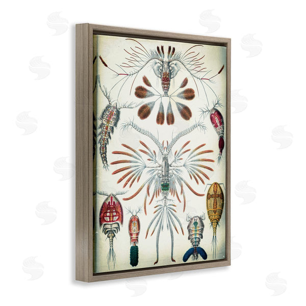 Stupell Industries Graffi*tee Studios | Vintage Crustacean Diagram