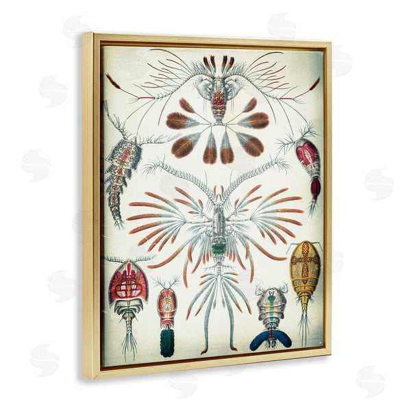 Stupell Industries Graffi*tee Studios | Vintage Crustacean Diagram