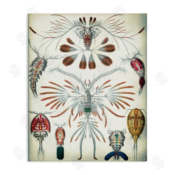 stupell industries Graffi*tee Studios | Vintage Crustacean Diagram