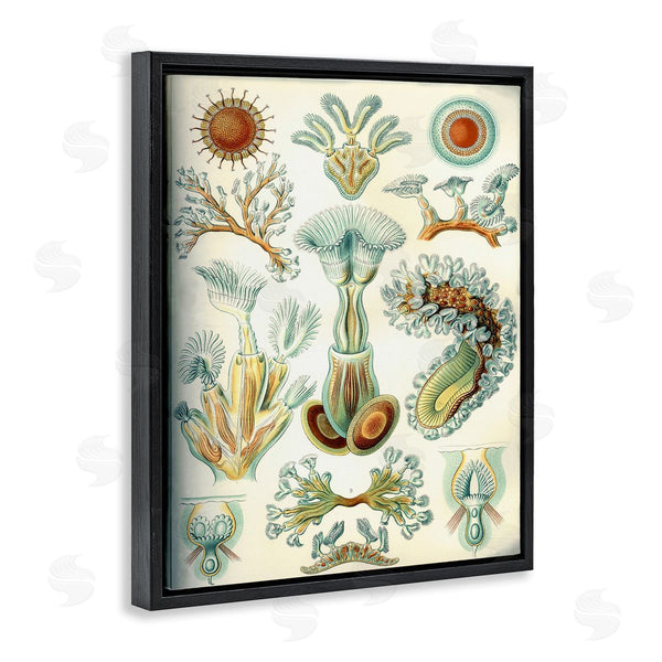 Stupell Industries Graffi*tee Studios | Vintage Haeckel Sea Life