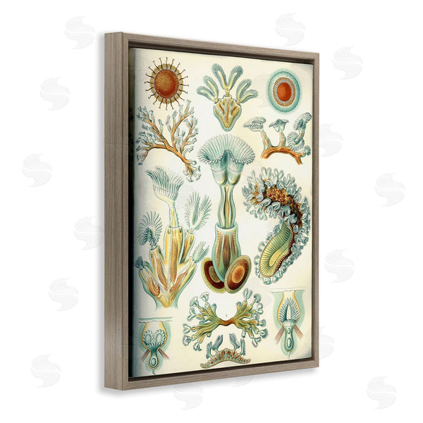 Stupell Industries Graffi*tee Studios | Vintage Haeckel Sea Life