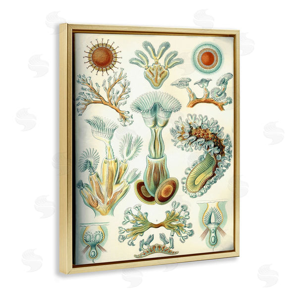 Stupell Industries Graffi*tee Studios | Vintage Haeckel Sea Life