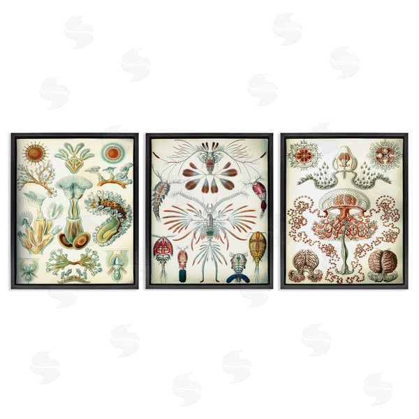 Stupell Industries Graffi*tee Studios | Vintage Microscopic Crustaceans