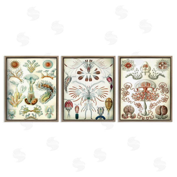 Stupell Industries Graffi*tee Studios | Vintage Microscopic Crustaceans