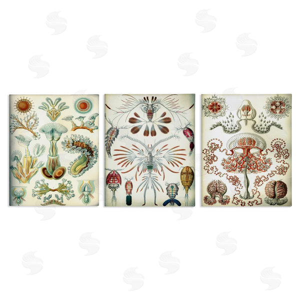 stupell industries Graffi*tee Studios | Vintage Microscopic Crustaceans