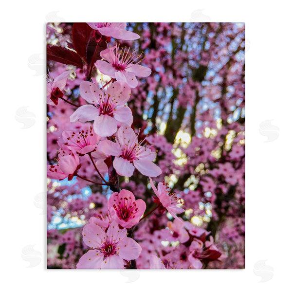 stupell industries Heidi Bannon | Spring Pink Cherry Blossom Flowers Blooming Photography Wall Art