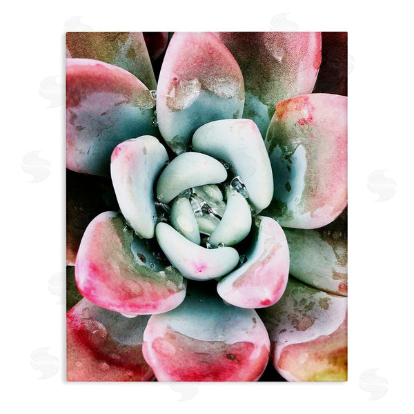 stupell industries Irena Orlov | Succulent Plant Rain Droplet Wall Art