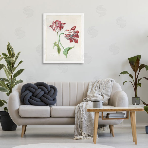 Stupell Industries Jacob Marrel | Classic Tulip Study Wall Art