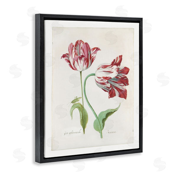 Stupell Industries Jacob Marrel | Classic Tulip Study Wall Art