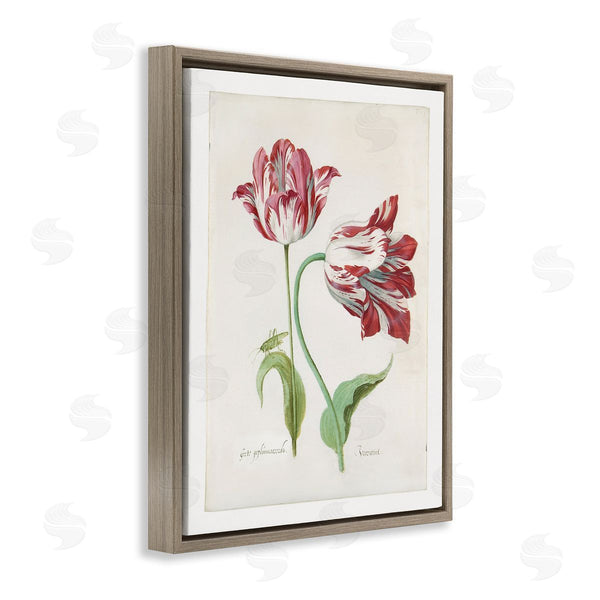 Stupell Industries Jacob Marrel | Classic Tulip Study Wall Art