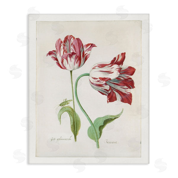 stupell industries Jacob Marrel | Classic Tulip Study Wall Art