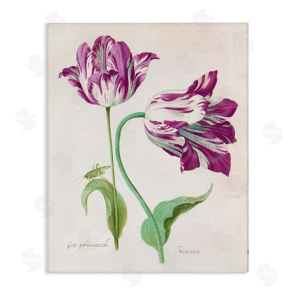 stupell industries Jacob Marrel | Two Tulips Purple Florals