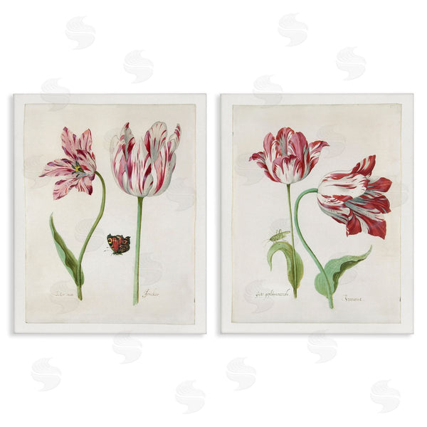 stupell industries Jacob Marrel | Vintage Tulip & Insect Studies Wall Art