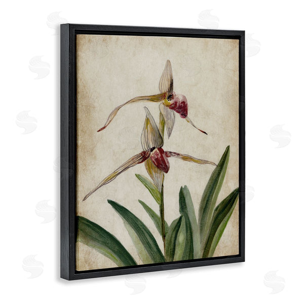 Stupell Industries Jacob Q | Birds Of Paradise Vintage