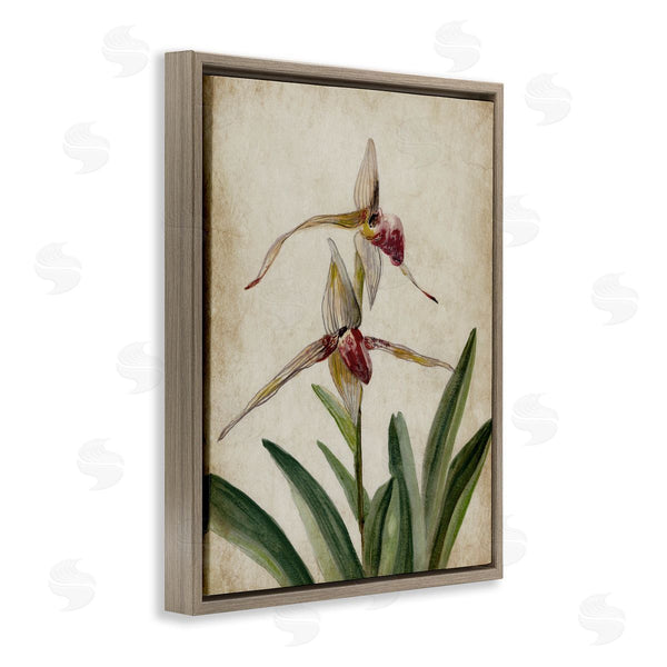 Stupell Industries Jacob Q | Birds Of Paradise Vintage